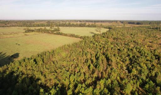 Photo #12 of 66.5 Acres-TBD Baxley Rd., Hemingway, SC 66.5 acres