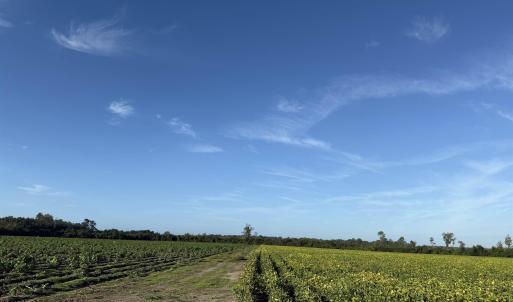 Photo #19 of 66.5 Acres-TBD Baxley Rd., Hemingway, SC 66.5 acres