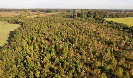 Photo #13 of 66.5 Acres-TBD Baxley Rd., Hemingway, SC 66.5 acres
