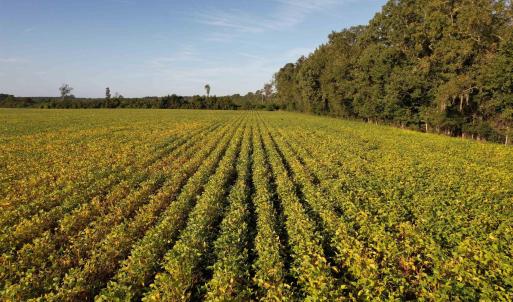 Photo #2 of 66.5 Acres-TBD Baxley Rd., Hemingway, SC 66.5 acres