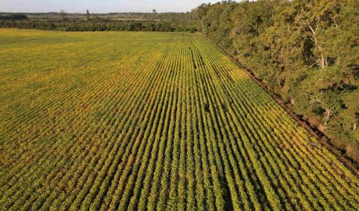 Photo #11 of 66.5 Acres-TBD Baxley Rd., Hemingway, SC 66.5 acres