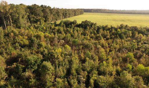 Photo #9 of 66.5 Acres-TBD Baxley Rd., Hemingway, SC 66.5 acres