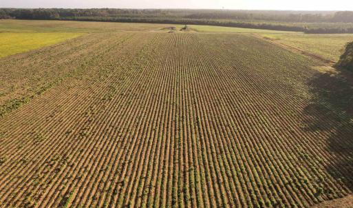 Photo #14 of 66.5 Acres-TBD Baxley Rd., Hemingway, SC 66.5 acres