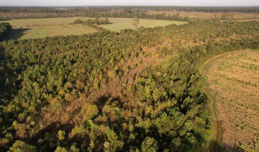 Photo #6 of 66.5 Acres-TBD Baxley Rd., Hemingway, SC 66.5 acres