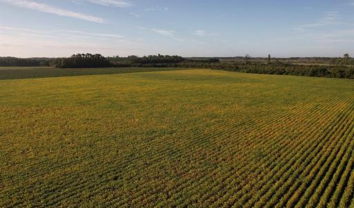 Photo #10 of 66.5 Acres-TBD Baxley Rd., Hemingway, SC 66.5 acres