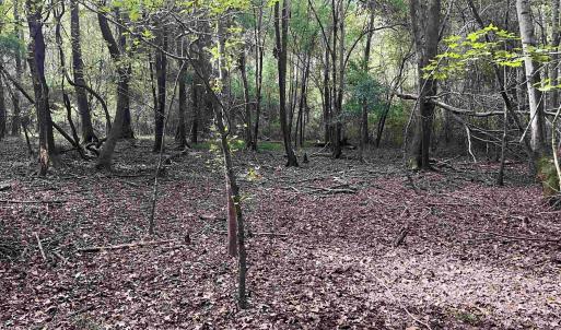View of undeveloped land