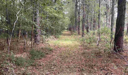 View of tree filled area