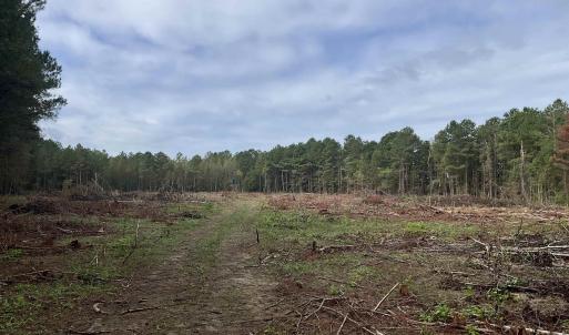 Cleared for 5 acre dove field or duck impoundment.