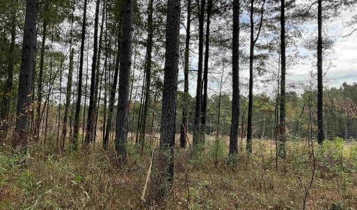View of undeveloped land