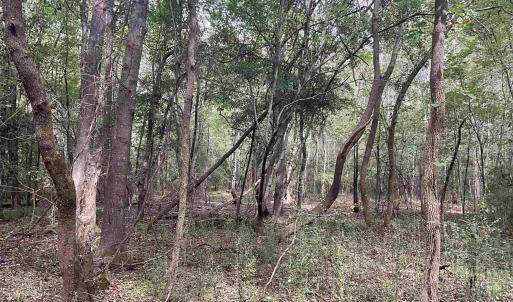 View of wooded area