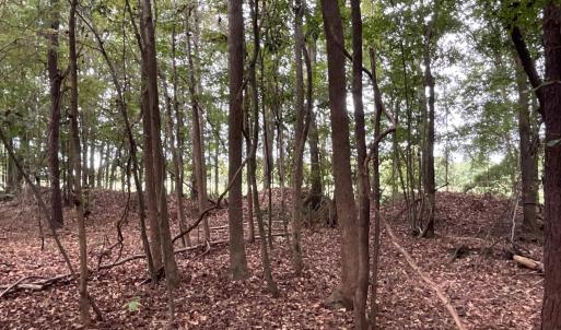 View of nature