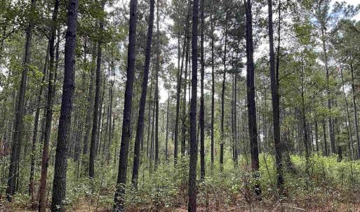 View of tree filled area