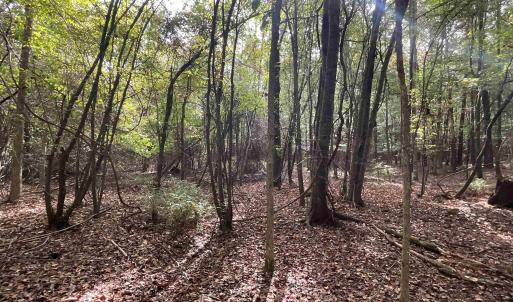 View of nature