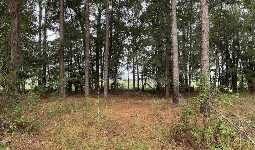 View of local wilderness