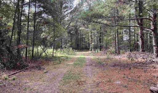 View of dirt / gravel road with a forest view