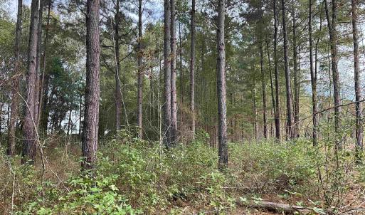 View of wooded area