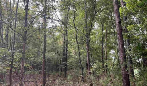 View of wooded area