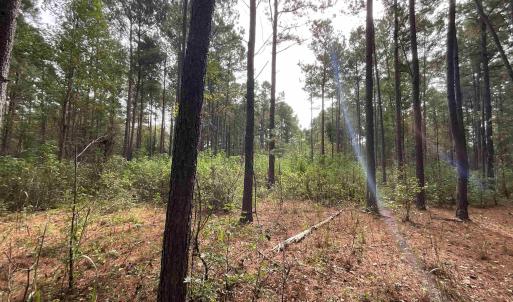 View of woods