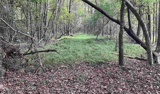 View of tree filled area