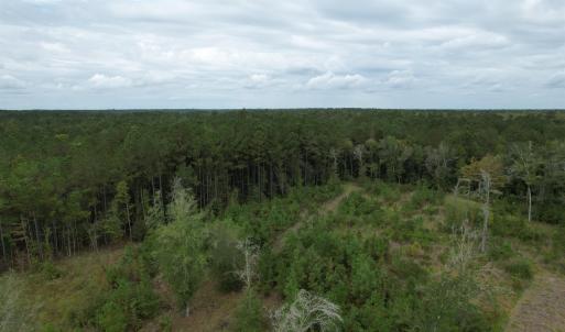 View of woods