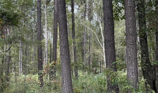 View of woods