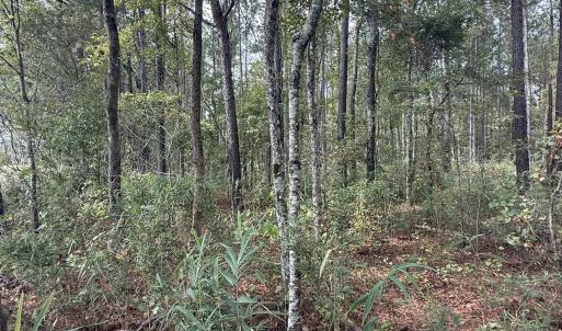 View of woods