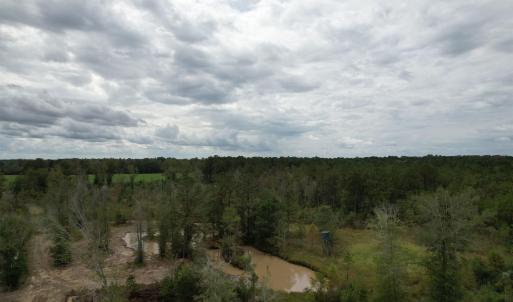 View of tree filled area