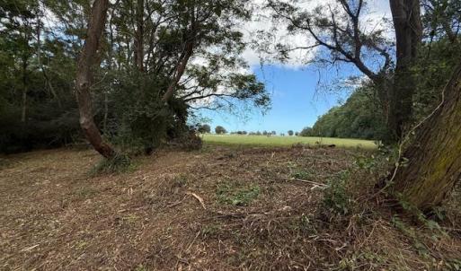 View of local wilderness