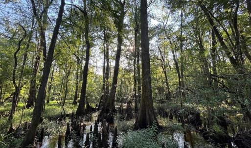 View of local wilderness