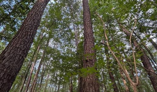 View of tree filled area