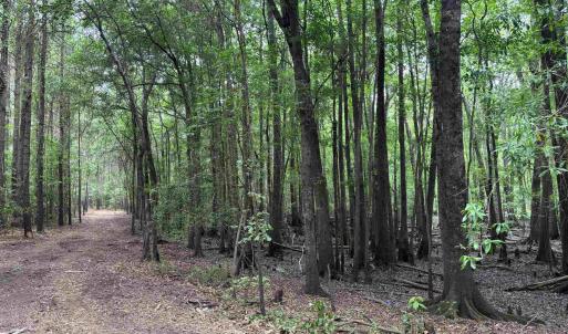 View of tree filled area