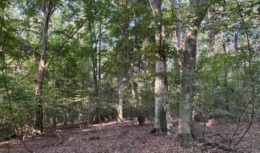View of woods