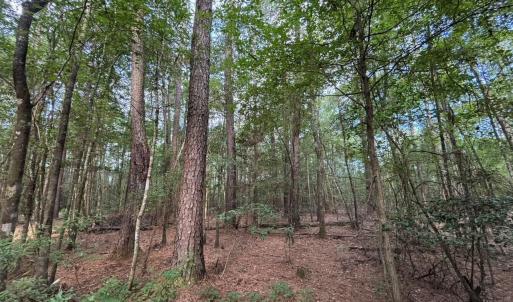 View of tree filled area