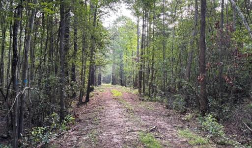 View of dirt / gravel road with a forest view