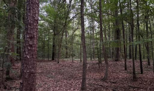 View of woods