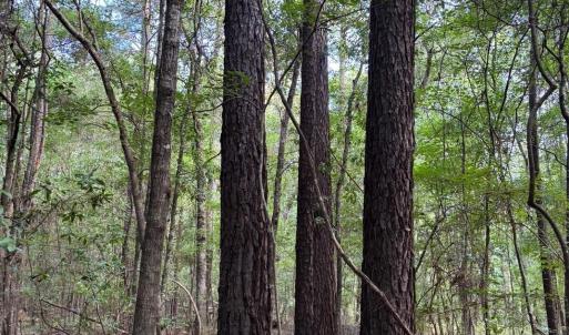 View of tree filled area