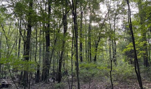 View of tree filled area