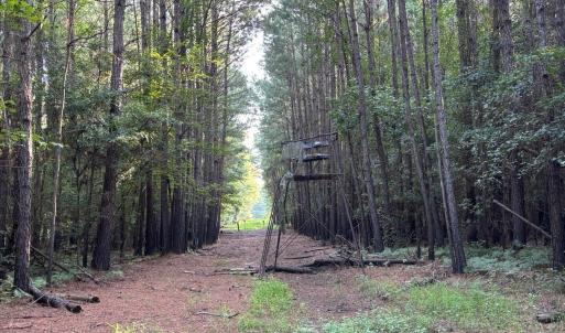 View of woods