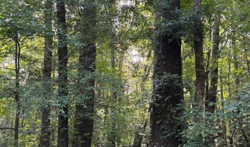 View of woods