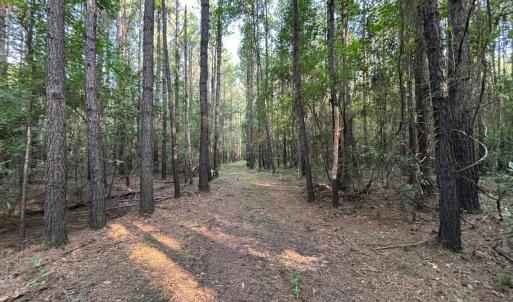 View of woods