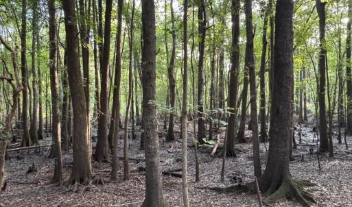 View of tree filled area
