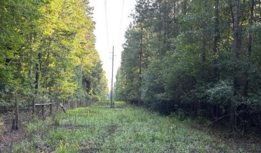 View of wooded area
