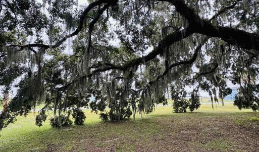View of green lawn