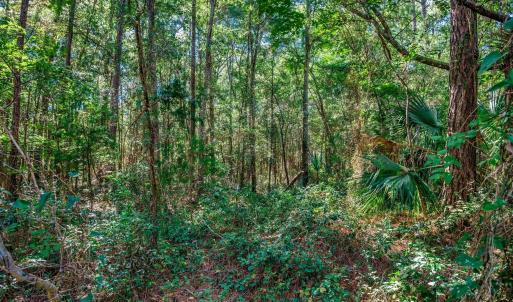 View of woods