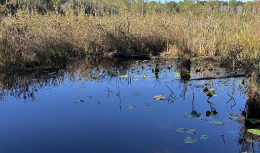 Photo #8 of Law Rd, Pinewood, SC 235.0 acres