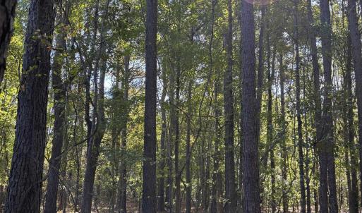 Photo #3 of Law Rd, Pinewood, SC 235.0 acres