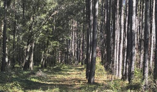 Photo #4 of Law Rd, Pinewood, SC 235.0 acres