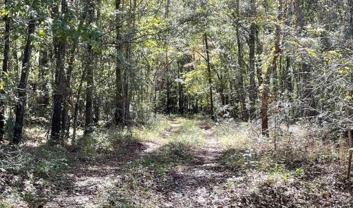 Photo #6 of Martin Luther King Jr. Hwy., Kingstree, SC 141.0 acres
