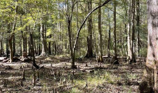 Photo #7 of Martin Luther King Jr. Hwy., Kingstree, SC 141.0 acres