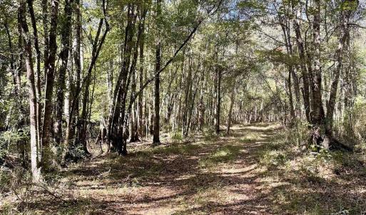 Photo #1 of Martin Luther King Jr. Hwy., Kingstree, SC 141.0 acres